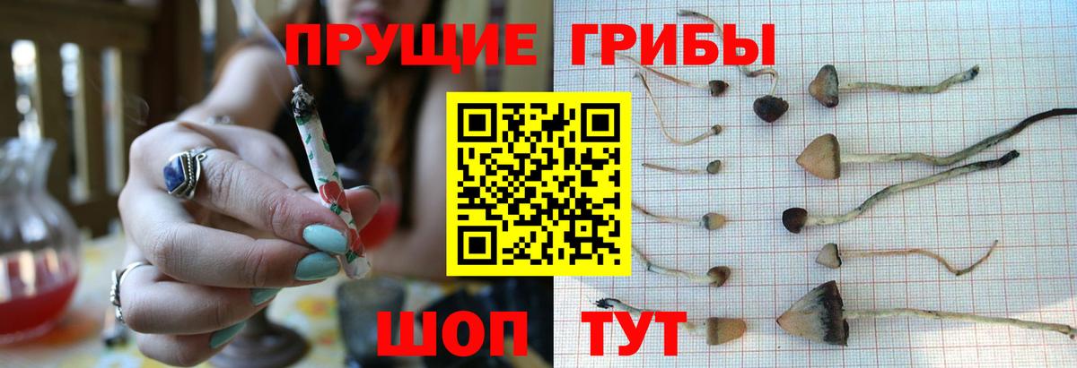 Псилоцибиновые грибы прущие грибы Краснознаменск
